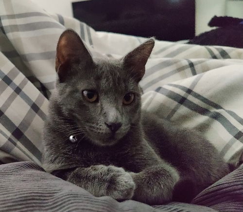 Duke