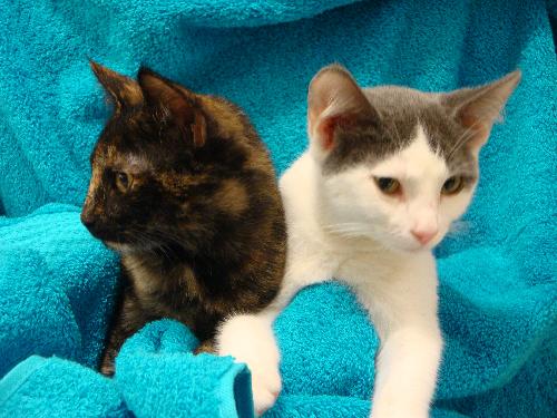 Pinto & Bandit