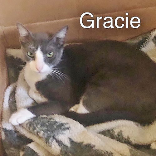 Gracie