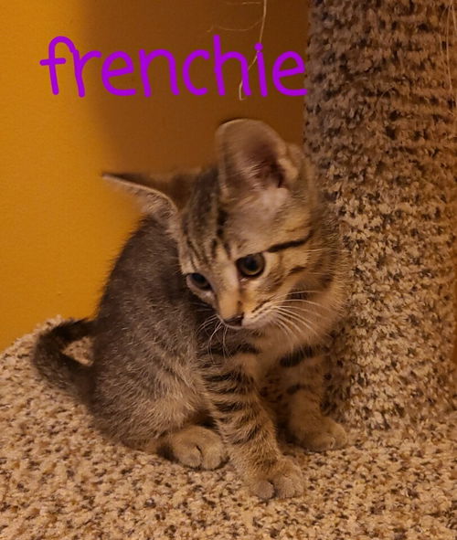 Frenchie