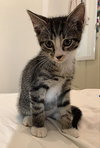 Mittens