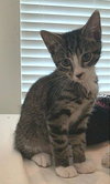 Mittens