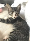 Mittens