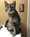 Amelia