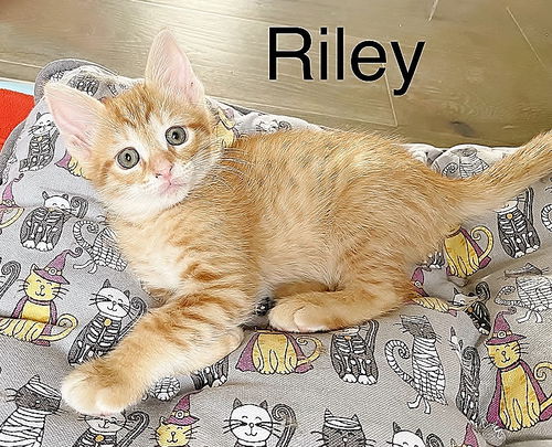 Riley