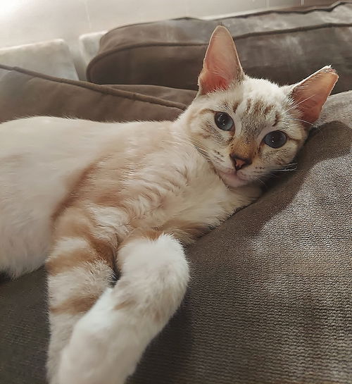 Keeko the Lynx Point Siamese