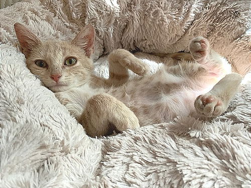 Roo