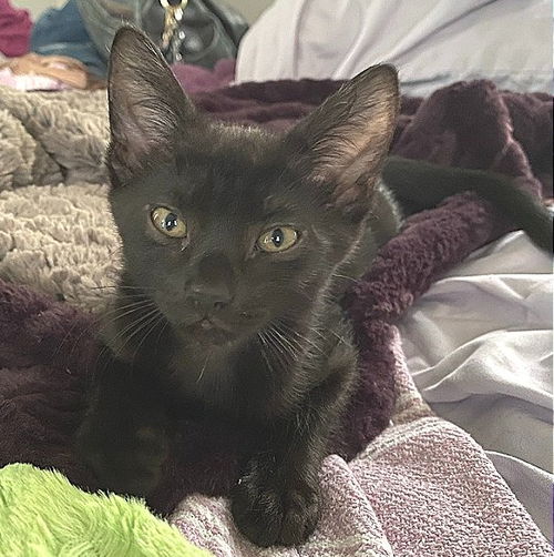 Zuko
