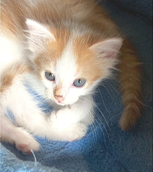 Kit Kat
