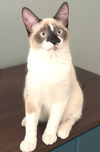 Penelope the Snowshoe Siamese