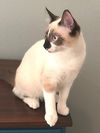 Penelope the Snowshoe Siamese