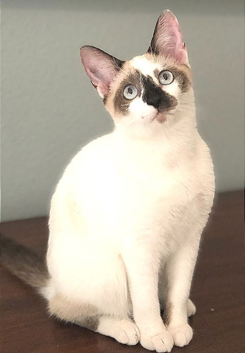 Payton the Snowshoe Siamese