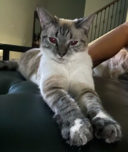 Riley the Lynx Point Siamese