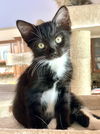 Bramble