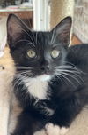 Bramble