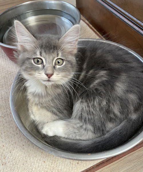 Penelope the Fuzzy Furball