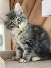 Penelope the Fuzzy Furball