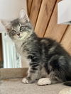 Penelope the Fuzzy Furball