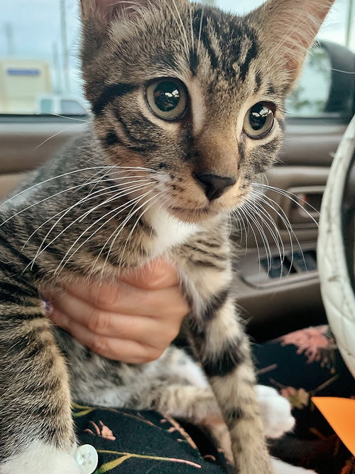 Milo