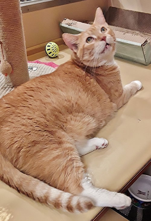 Duncan the Hunk