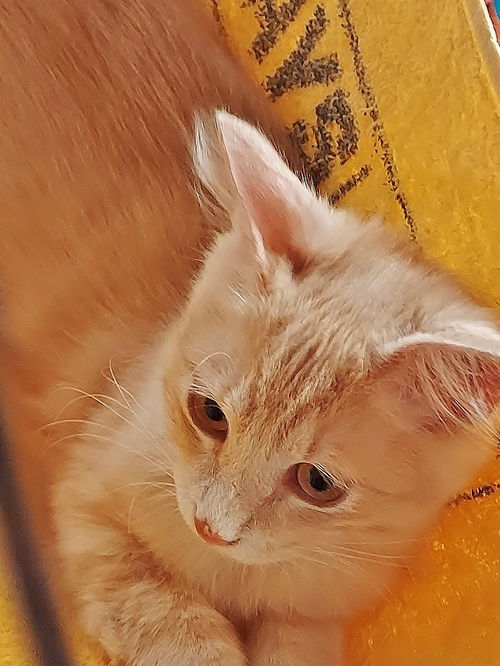 Eloise