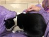 Morris the Lap Cat