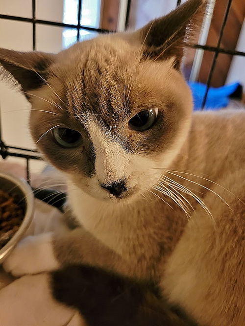Sarah the Blue Point Siamese