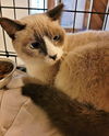 Sarah the Blue Point Siamese