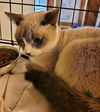 Sarah the Blue Point Siamese