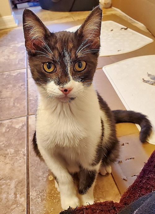Pickles the Sweet Kitten