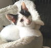 Kringle
