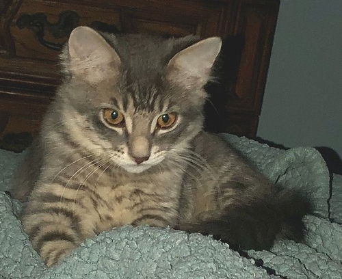 Apollo