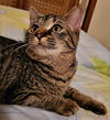 Bobby the Sweet Gray Tabby