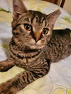 Bobby the Sweet Gray Tabby