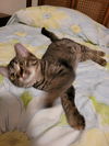Bobby the Sweet Gray Tabby