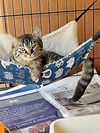 Bobby the Sweet Gray Tabby