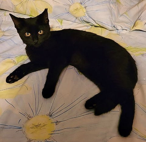 Penny the Sweetheart