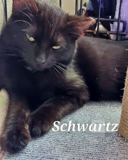 Schwarz