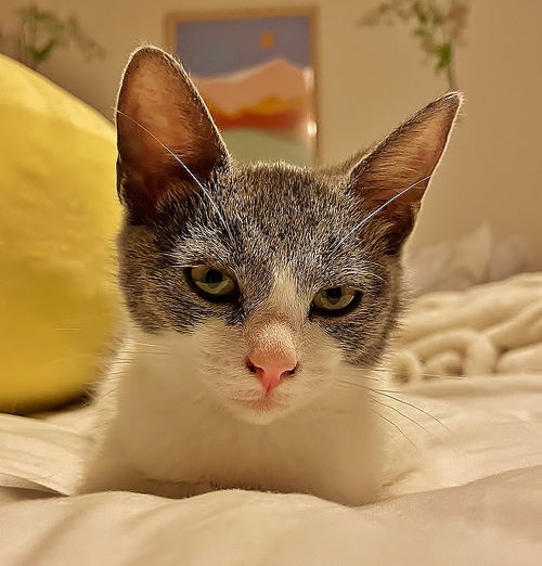 Sahara
