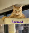 Bernard