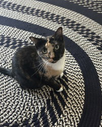 Bella the Gorgeous Calico