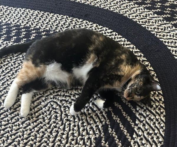 Bella the Gorgeous Calico