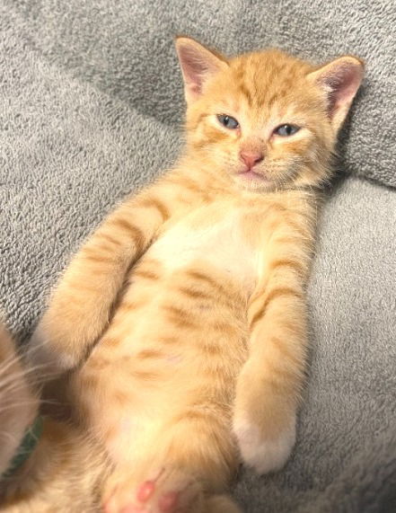 Archie