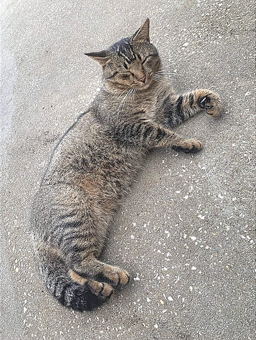 Tubby