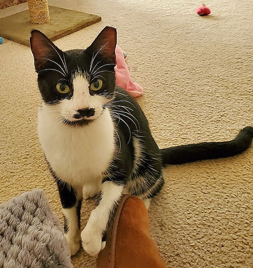 Charlie the Beauty with a Moustache