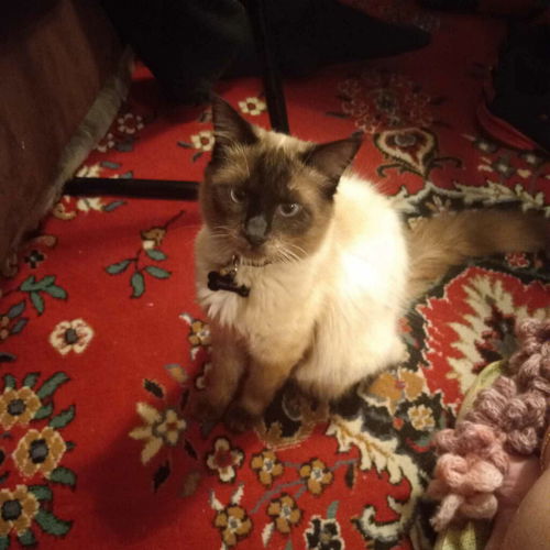 Omar the Siamese Beauty