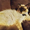 Omar the Siamese Beauty