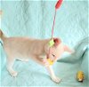 Torch the Flame Point Siamese Mix