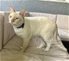 adoptable Cat in oviedo, FL named Albus the Flame Point Siamese