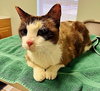 Buffy the Gorgeous Siamese Snowshoe
